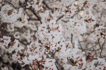 Unsplash ID GyamGRsFCs4