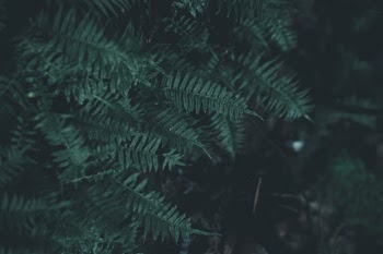Unsplash ID gzeuX3xDLSc