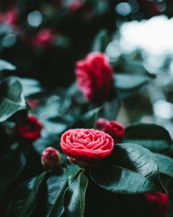 Unsplash ID h25svlZ5Cio