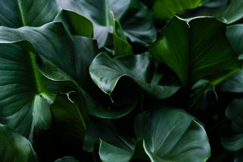 Unsplash ID H2OxaTNc_g8