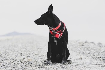 Unsplash ID h4U410R5oos