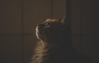 Unsplash ID hB_yapuPaIs