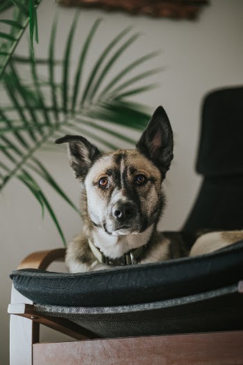 Unsplash ID HGFfZdTDpdg