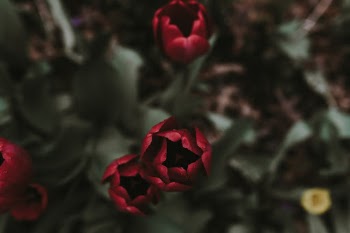 Unsplash ID HjlBQUKunwk