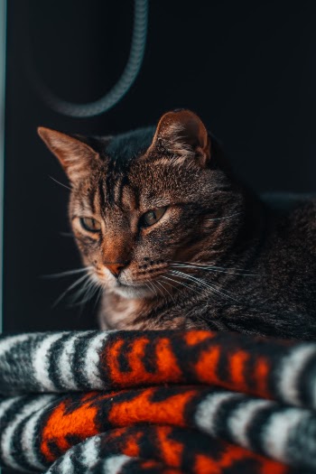 Unsplash ID HMgGRalFuwY