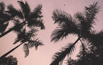 Unsplash ID hnzijjZAgIg