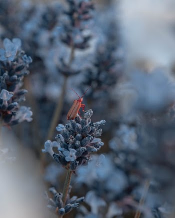 Unsplash ID hPYiwTyEHhU