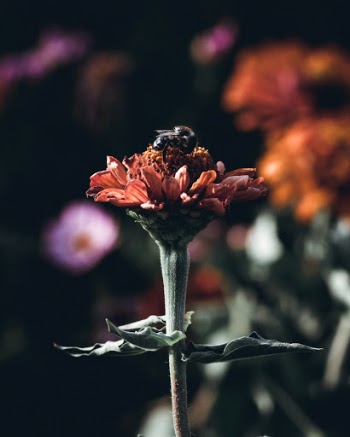 Unsplash ID hqizbH6YMxI