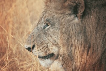 Unsplash ID HqiZx0TVkl0