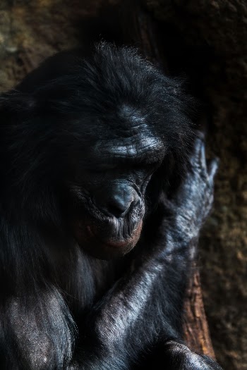Unsplash ID ht-1Aucz1qY