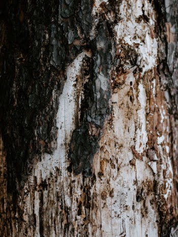 Unsplash ID Hui8VyCnqJI