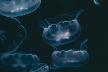 Unsplash ID hYea-WWUUsM