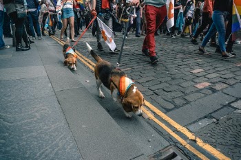 Unsplash ID I_PBuIa3Bm8