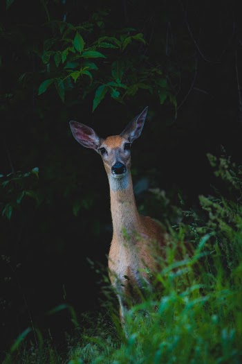 Unsplash ID i_vPG1hFNaA