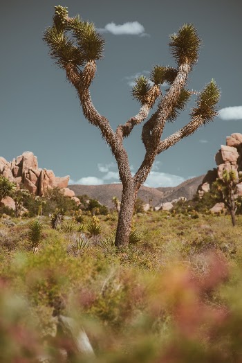 Unsplash ID i2ucvQyuX4M
