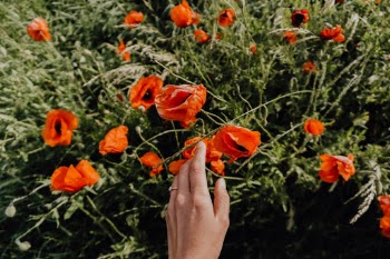 Unsplash ID iajlCkFpAFY