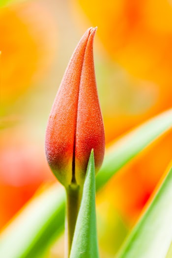 Unsplash ID IDvIgnnzl30