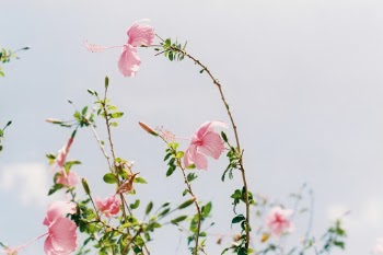 Unsplash ID iGX3Ba5oiQ4
