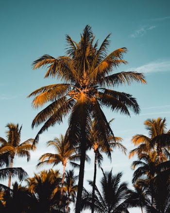Unsplash ID iiunnSNT-qs