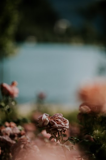 Unsplash ID iNEyQ8IorpU
