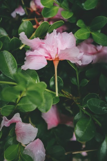 Unsplash ID INZJPyew520