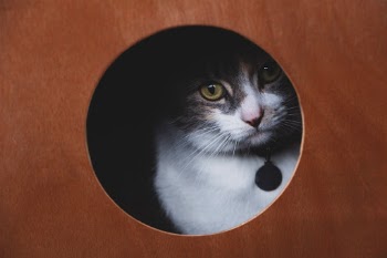 Unsplash ID ip2x13gsYJE