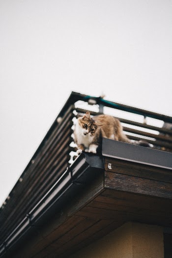 Unsplash ID IT2AbBTUtss
