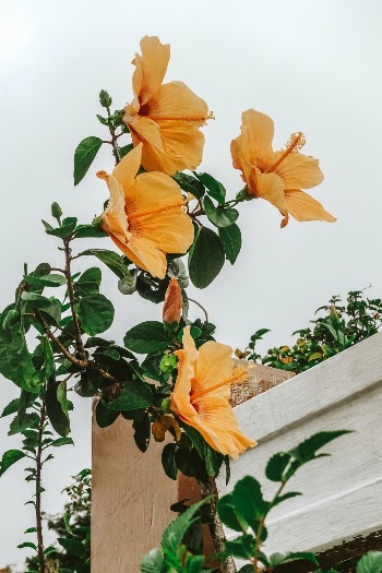 Unsplash ID ituenlW4-kw