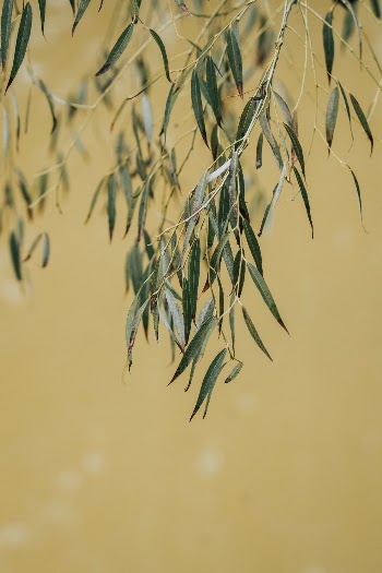 Unsplash ID IwCAJJM_IU4