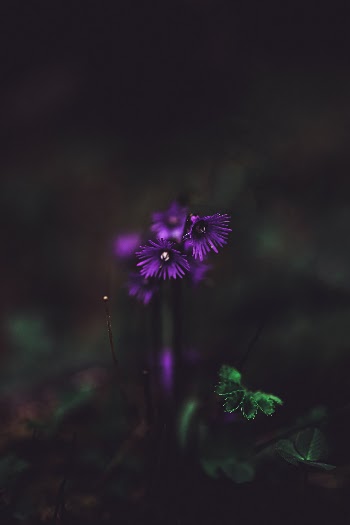 Unsplash ID iYgYs8UbyZY