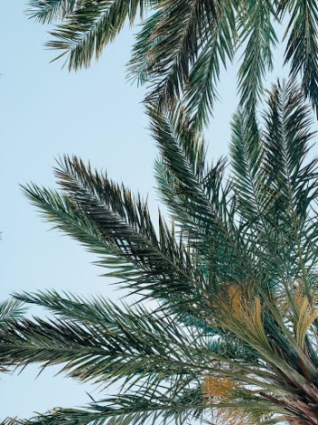 Unsplash ID J1k62CkFVQI