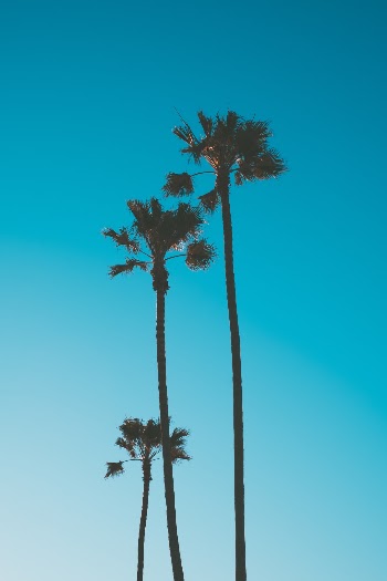 Unsplash ID j1vvbaHdaWc