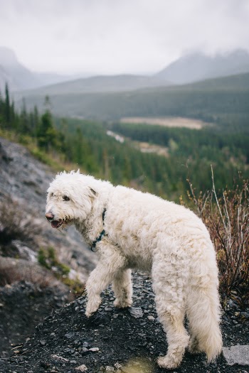Unsplash ID j5Bze6kWpss