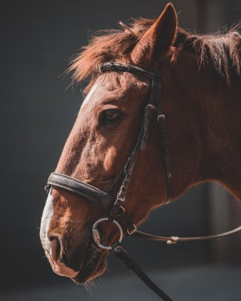 Unsplash ID j70nuOZ1Kqo
