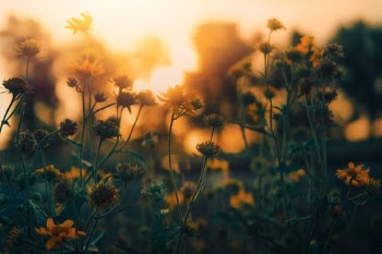 Unsplash ID JBe1jP-OWlk