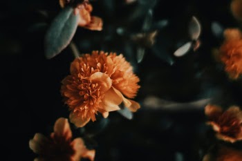 Unsplash ID jcrt3m1TJig