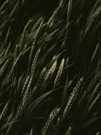 Unsplash ID jCTo3MAtzjA