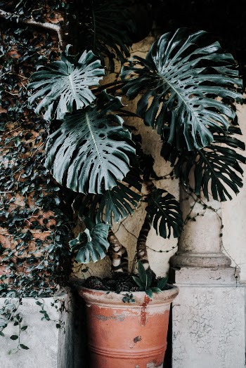 Unsplash ID _JDy8n6fwtI