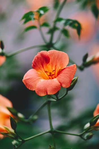 Unsplash ID JFa4ajE_GZY