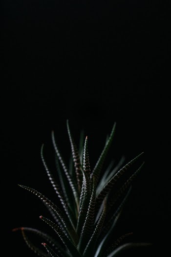 Unsplash ID JhkFyx_qJf8