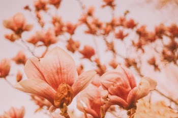 Unsplash ID JhU1i9D43TI