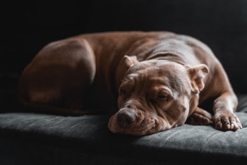 Unsplash ID Ji-W5tGH6MU