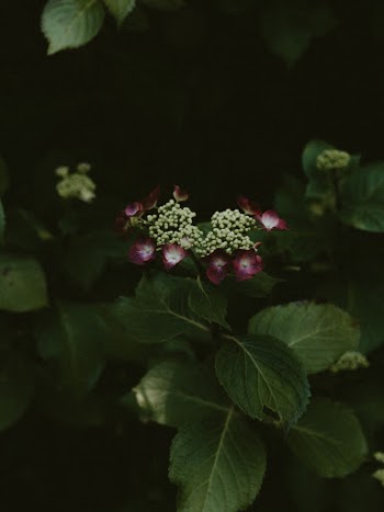 Unsplash ID JkuXWL9vbw8