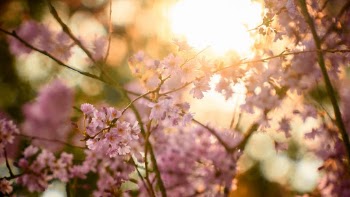 Unsplash ID jo5CccUU75Q