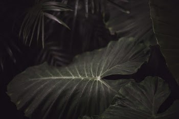 Unsplash ID jQDFXkWIjV0
