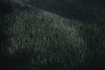 Unsplash ID jQDpQX5fX-U