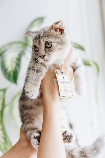 Unsplash ID jqhsi0NqdUI