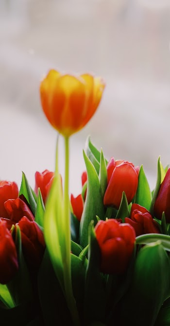 Unsplash ID Jsxyfjo2up4