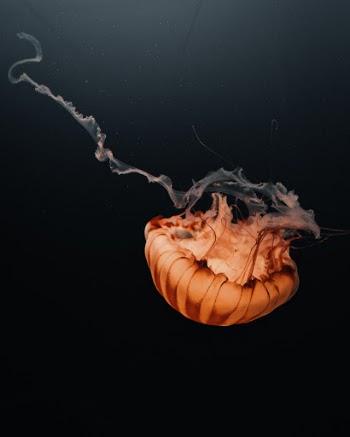 Unsplash ID jTSUq-mPO1I