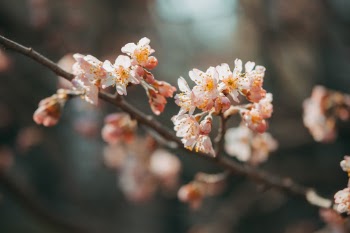 Unsplash ID jWiKthQVijU